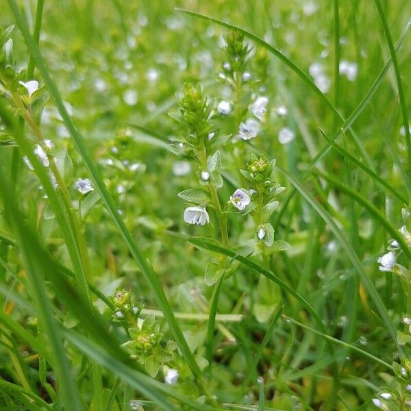 Veronica verna Flors