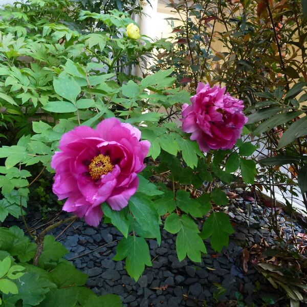 Paeonia × suffruticosa Habitus