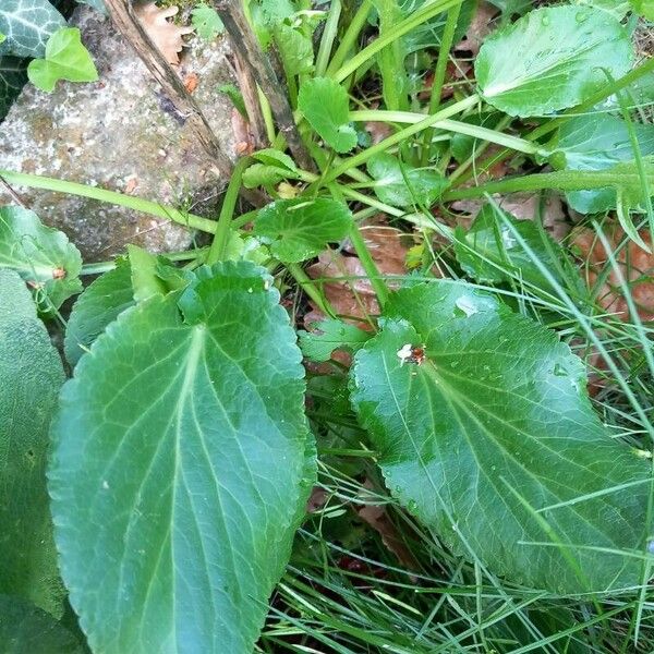 Eryngium planum Leaf