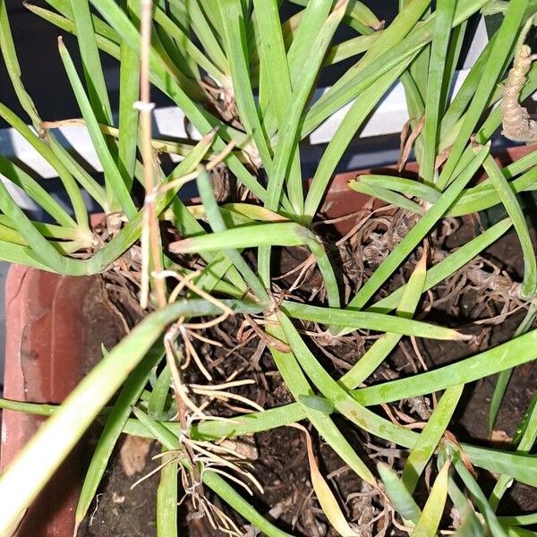 Bulbine frutescens Leaf