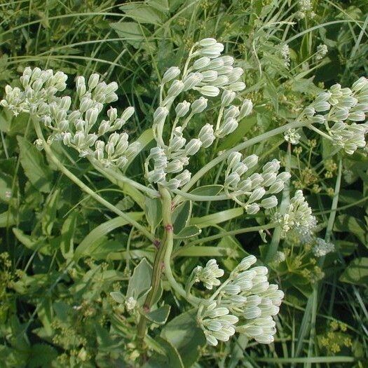 Arnoglossum plantagineum ᱵᱟᱦᱟ