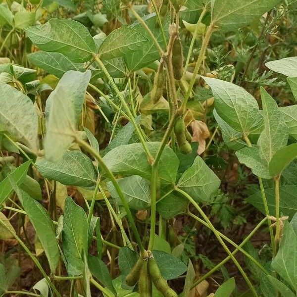 Glycine max Leaf