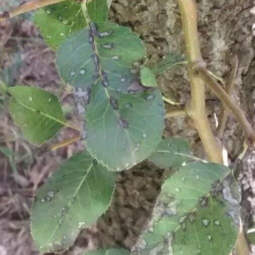 Pyrus spinosa Ліст