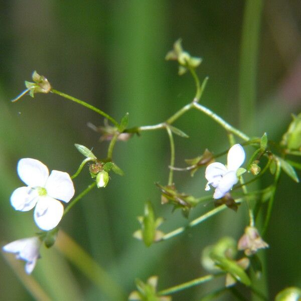 Veronica scutellata Çiçek