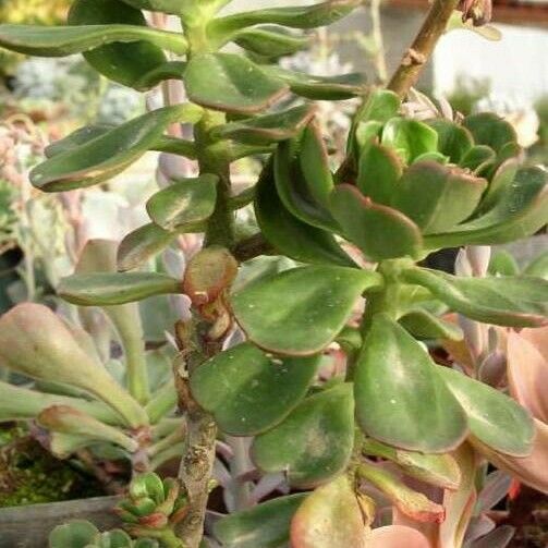 Echeveria viridissima Хабит