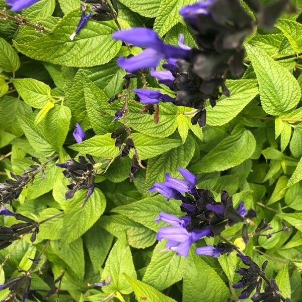 Salvia coerulea Flor