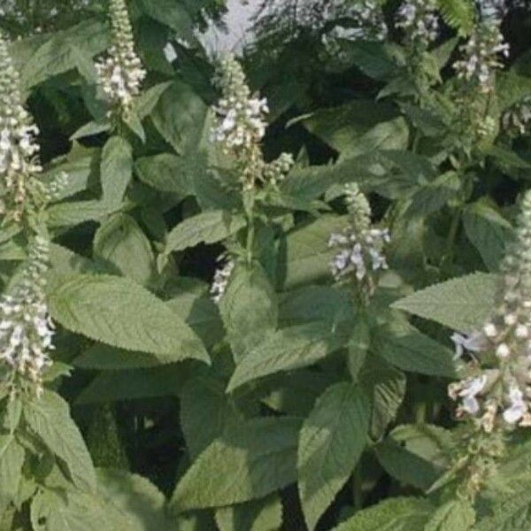 Teucrium canadense Blüte