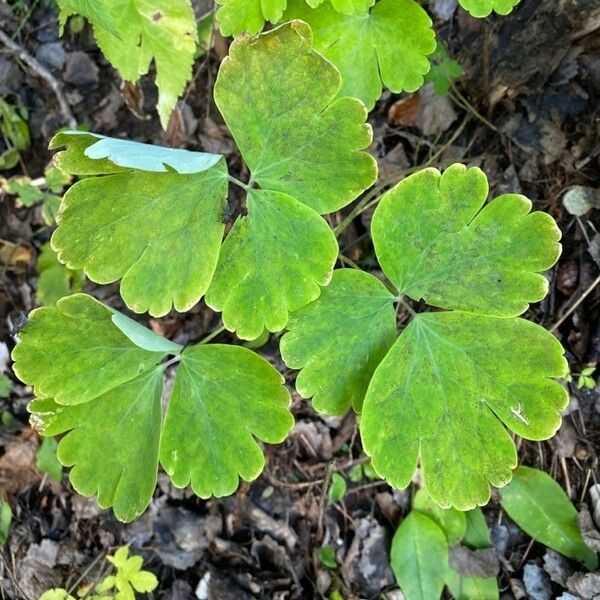 Aquilegia vulgaris Leaf