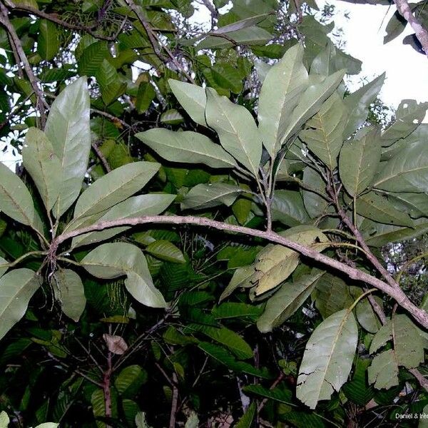 Oxera coriacea Habitus