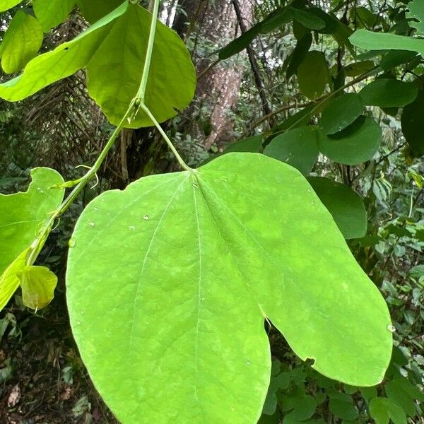 Bauhinia tomentosa Folha