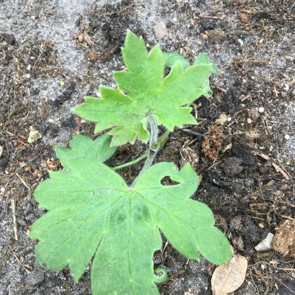 Bowlesia incana Leaf