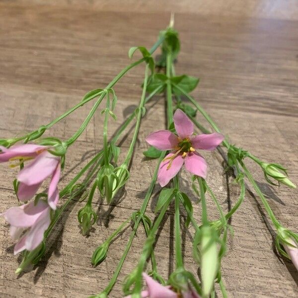 Sabatia angularis Λουλούδι