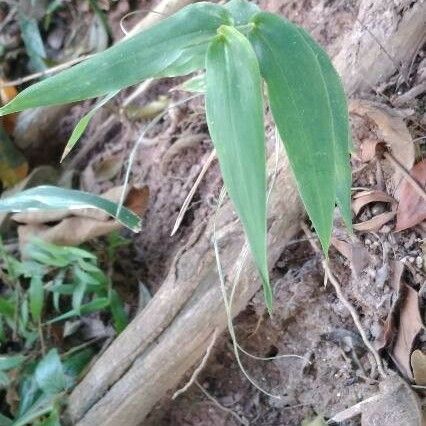 Commelina diffusa Foglia