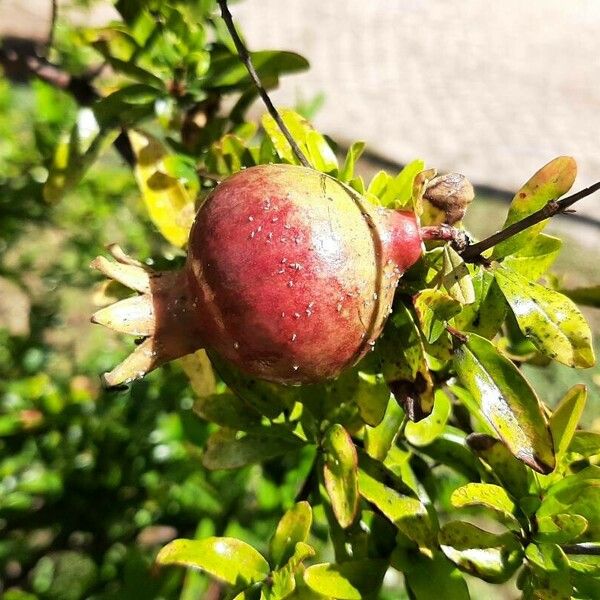 Punica granatum Fruit