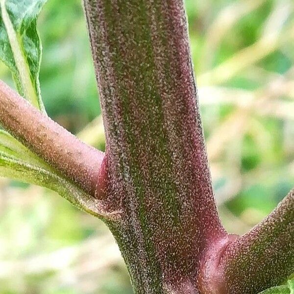 Eupatorium cannabinum چھال