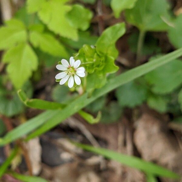 Cerastium diffusum 花