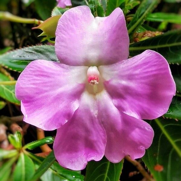 Impatiens sodenii Flower