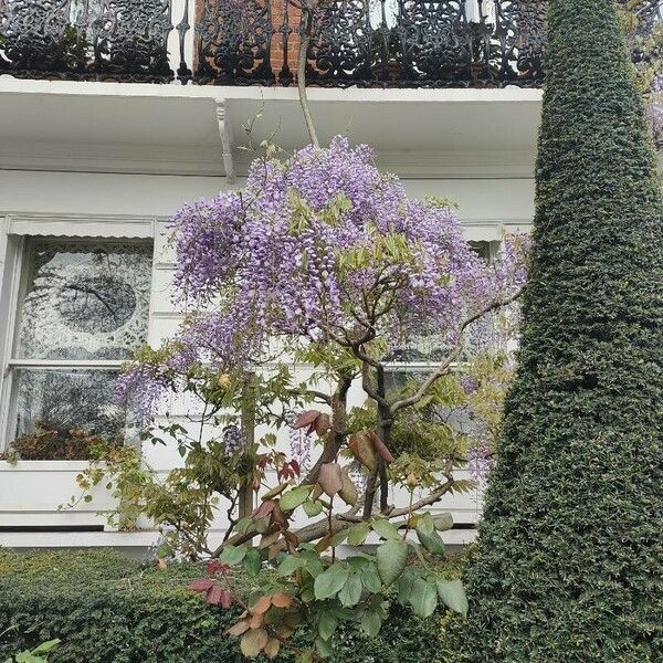 Wisteria sinensis Õis