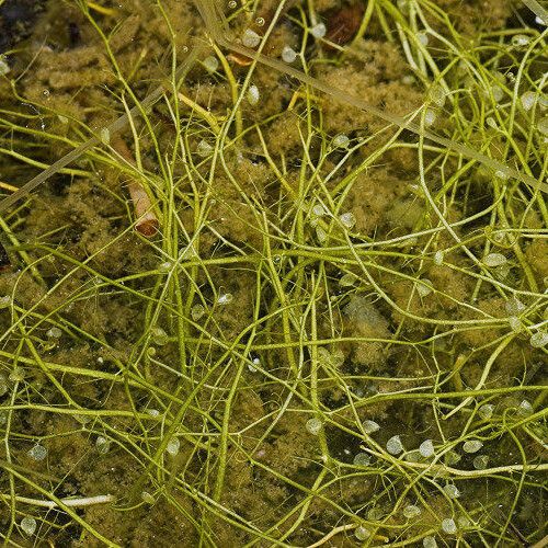 Utricularia gibba Hábito