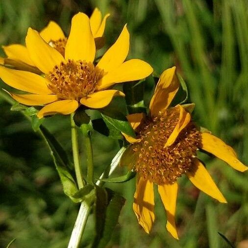 Bidens cernua ফুল