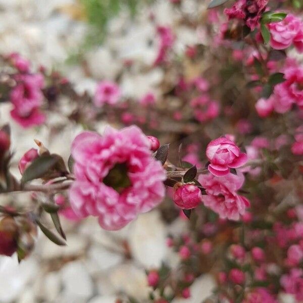 Leptospermum scoparium 花