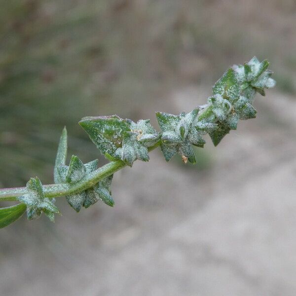 Atriplex prostrata Fruitua