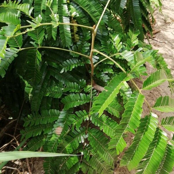 Pentaclethra eetveldeana Leaf