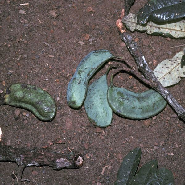 Swartzia panacoco Fruit