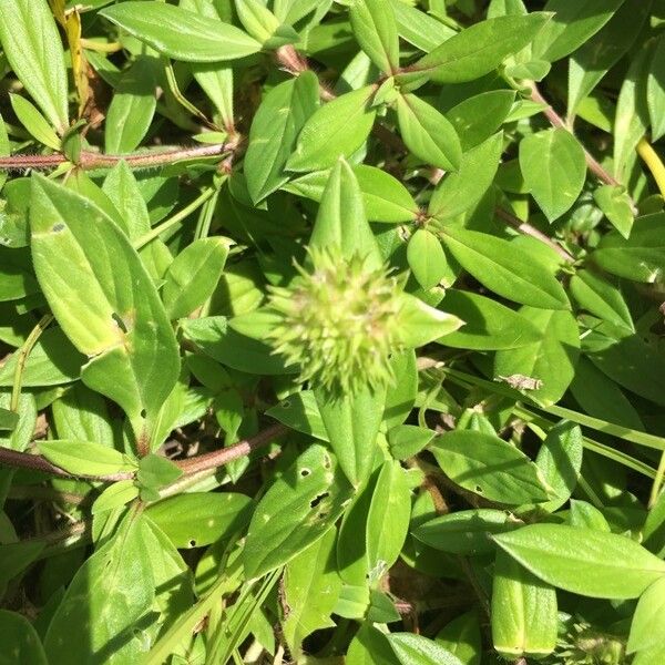 Richardia scabra Blatt