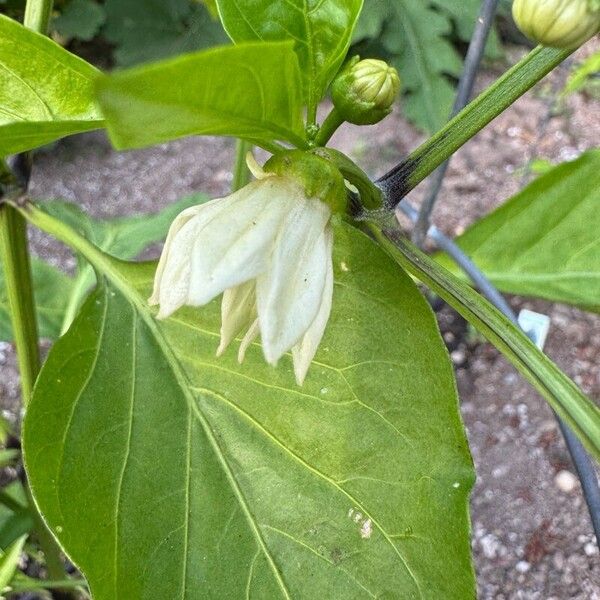 Capsicum annuum 花