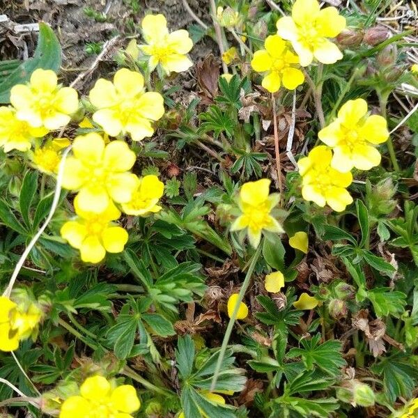 Potentilla pedata Kvet