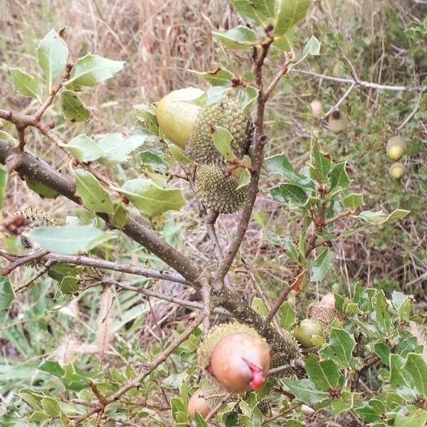 Quercus coccifera Fruto