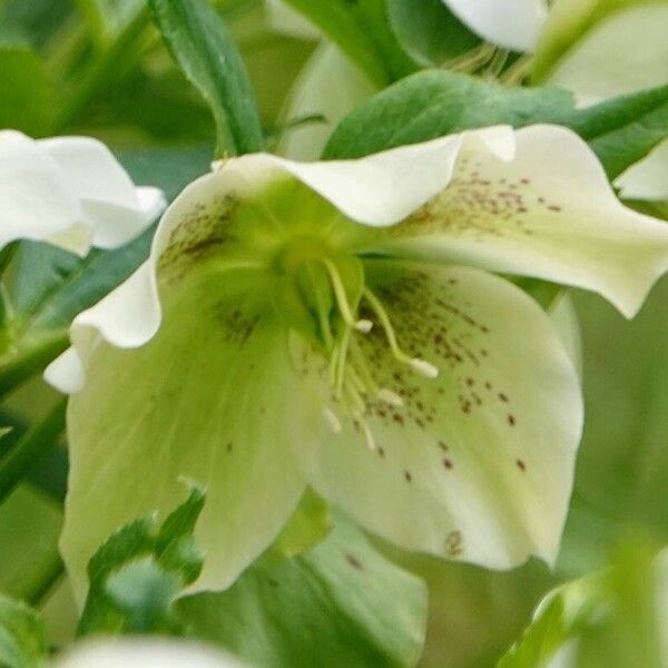 Helleborus orientalis Blomst