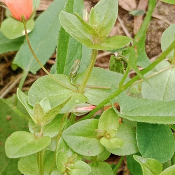 Lysimachia arvensis 叶