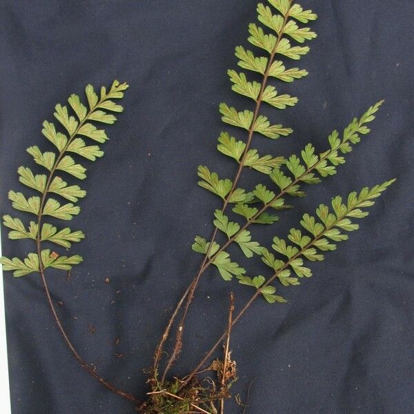 Asplenium praemorsum 其他