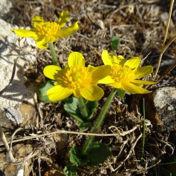 Ranunculus bullatus Kvet