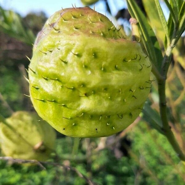 Gomphocarpus physocarpus Ffrwyth