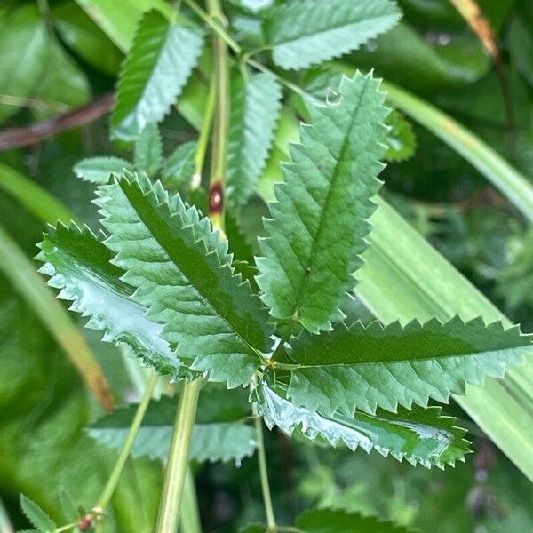 Sanguisorba officinalis Leaf