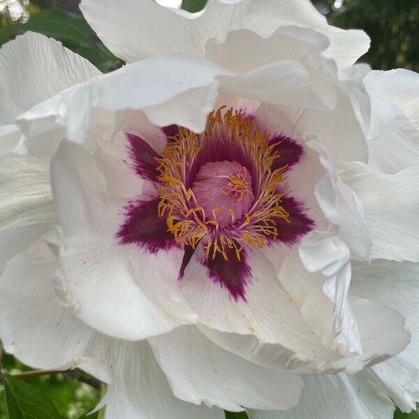 Paeonia ostii Flor