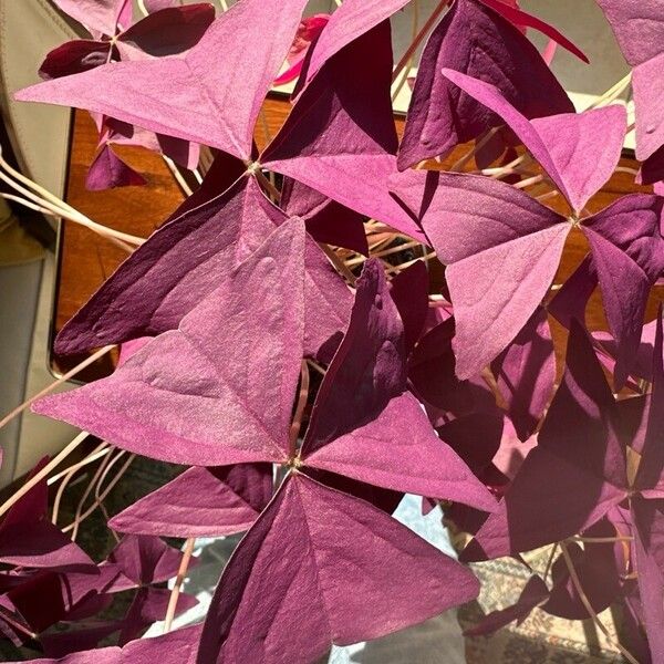 Oxalis triangularis 葉