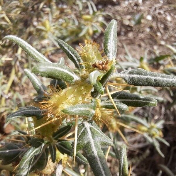 Xanthium spinosum ഫലം