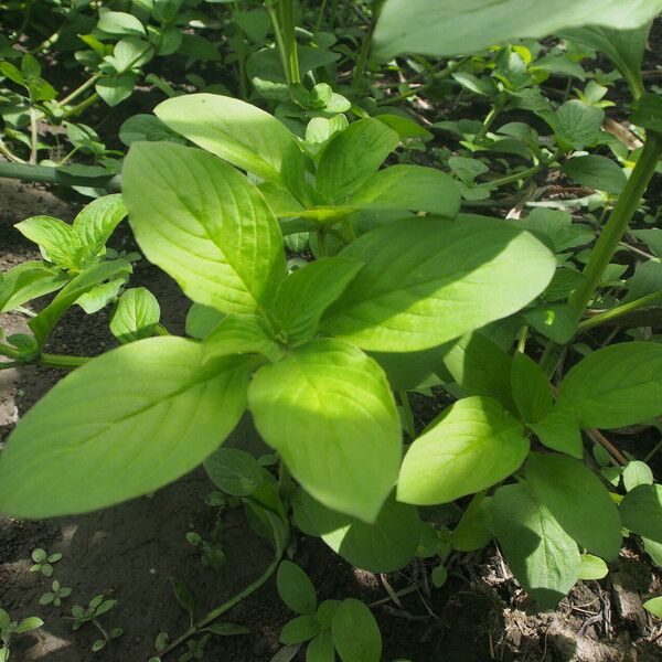 Spermacoce latifolia Folha