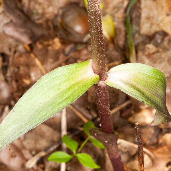 Epipactis purpurata 樹皮