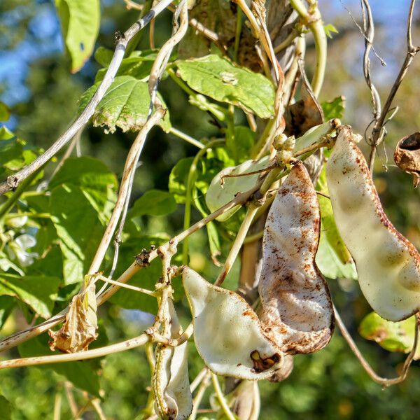 Phaseolus lunatus Frukt