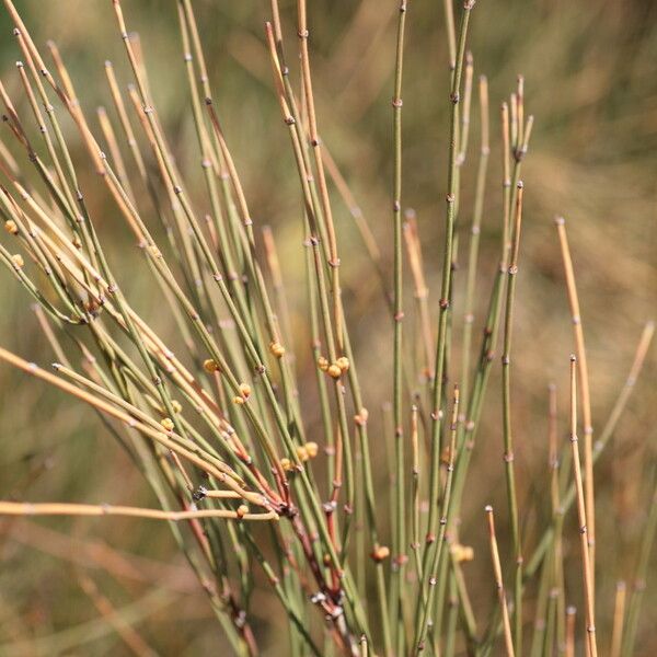 Ephedra distachya Blatt