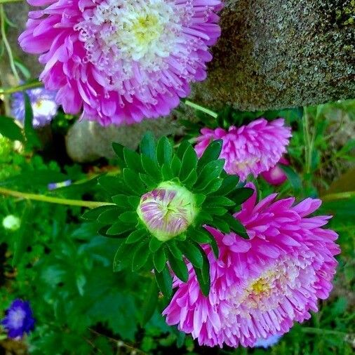 Callistephus chinensis Blomst