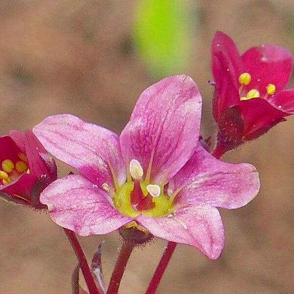 Saxifraga rosacea Blüte