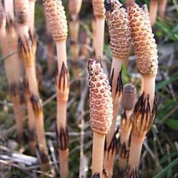 Equisetum arvense Hábitos