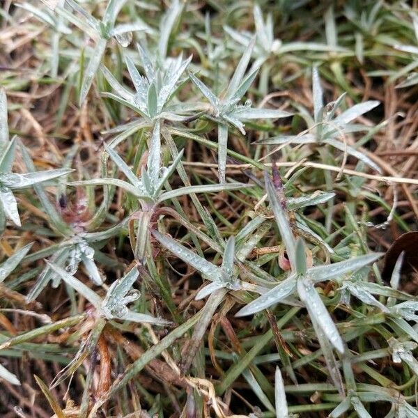 Dianthus plumarius Leaf