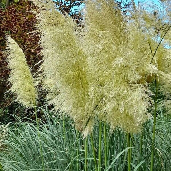 Cortaderia selloana Цветок